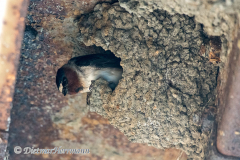 Cliff-Swallow-D500-013294