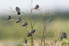 Cliff-Swallow-D500-025134