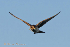 Cliff-Swallow-D500-032491