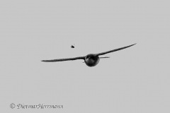 Tree-Swallow-D850-126267