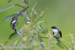 Tree-Swallow-Oregon-Ankeny-D850-154343