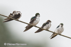 Violet-Green-Swallows-D850-154416