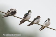 Violet-Green-Swallows-D850-154416