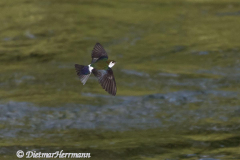 Violet-green-Swallow-D500-031770