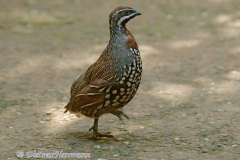 Califonia-Quail-Schopfwachtel_DSC55702