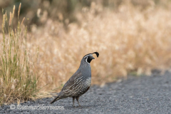 California-Quail-D500-023829