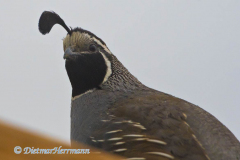 California-Quail-D500-023845