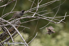 California-Quail-D500-024645