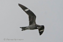 Common-Nighthawk-D500-025303