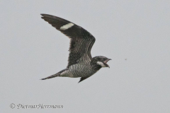 Common-Nighthawk-D500-025309