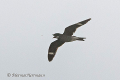 Common-Nighthawk-D500-025828