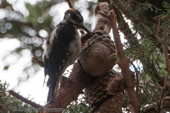 Hairy-Woodpecker-D300S-217194