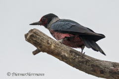 Lewis-Woodpecker-D850-130583