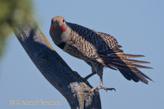 Northern-Flicker-D500-031957