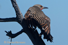 Northern-Flicker-D500-032011