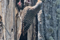 Northern-Flicker-D500-034374
