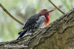 Red-breasted-Sapsucker-D850-134733