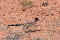 Roadrunner-D300S-201011