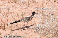 Roadrunner-D300S-201012
