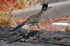 Roadrunner-D800E-038742