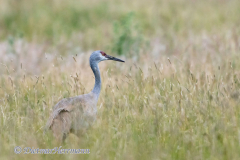 Sandhill-Crane-D500-029239