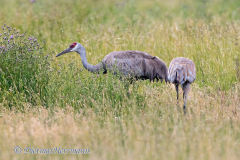 Sandhill-Crane-D500-029804