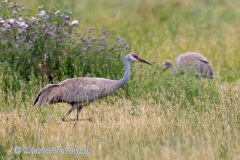 Sandhill-Crane-D500-029810