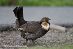 Sooty-Grouse-USA-Mt-Rainier-D850-128366