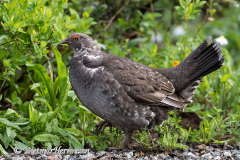 Sooty-Grouse-USA-Mt-Rainier-D850-128387