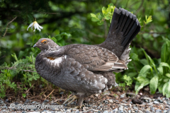 Sooty-Grouse-USA-Mt-Rainier-D850-128408
