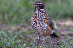 American-Robin-Bryce-Canyon-D800E-036938