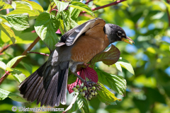 American-Robin-D500-008335