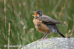 American-Robin-D850-127322