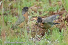American-Robin-D850-127417