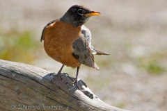American-Robin-Grand-Teton-D800E-041557