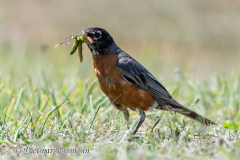 American-Robin-Yaquina-D850-153190