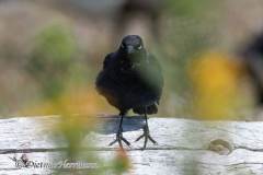 Brewers-Blackbird-D850-139481