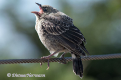Brown-headed-Cowbird-D500-018134