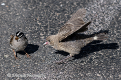 Brown-headed-Cowbird-D500-018157