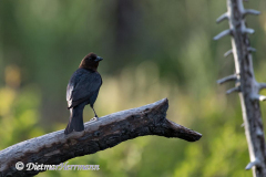 Brown-headed-Cowbird-Glacier-NP-D850-130191