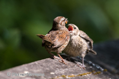 Brown-headed-Cowbird-juv-D500-033958
