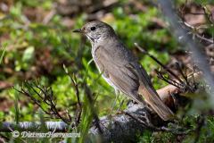 Hermits-Thrush-Kanada-Revelstoke-D850-134426