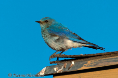 Mountain-Bluebird-Fosters-D800E-036137