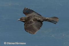 Red-winged-Blackbird-D500-022323