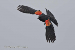 Red-winged-Blackbird-D500-023969