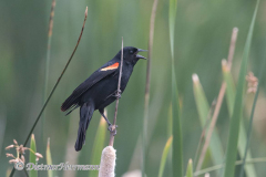 Red-winged-Blackbird-D500-024073