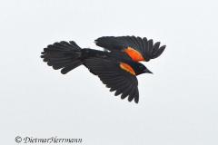 Red-winged-Blackbird-D500-024084
