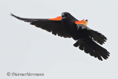 Red-winged-Blackbird-D500-024424