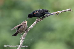 Red-winged-Blackbird-D850-127057