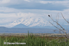 Red-winged-Blackbird-Tulelake-Mt.Shasta-D810-132145